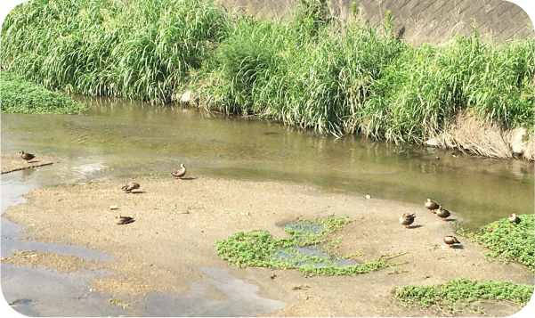 恩智川治水緑地
