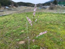 Yoshitake村御杖に春の訪れを感じる季節がやってきました！