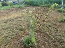 Yoshitake村御杖果樹園に新たな強敵が出没しました！